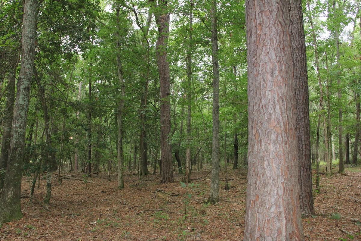 0 4 4 Holes Road Orangeburg, SC 29115 - Photo 17 of 31 IMG_9732