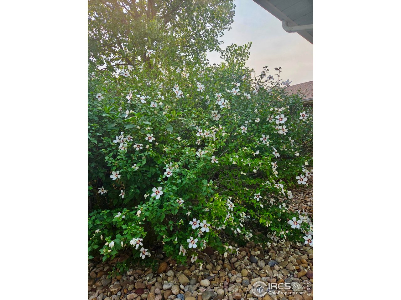 115 Grand View Drive Mead, CO 80651 - Photo 41 of 45