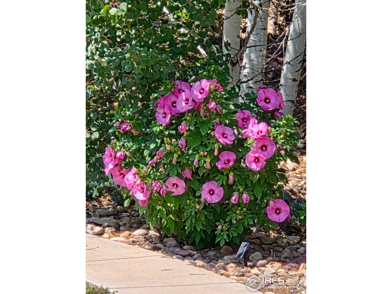 115 Grand View Drive Mead, CO 80651 - Photo 42 of 45