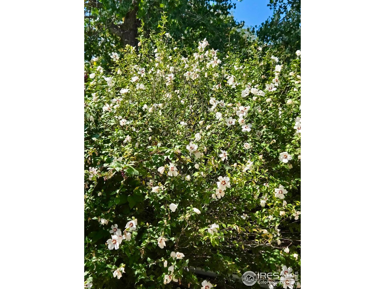 115 Grand View Drive Mead, CO 80651 - Photo 44 of 45