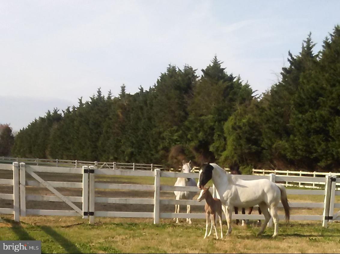 14135 Cooley Road Princess Anne, MD 21853 - Photo 11 of 15 a view of a patio with table and chairs with wooden floor and fence