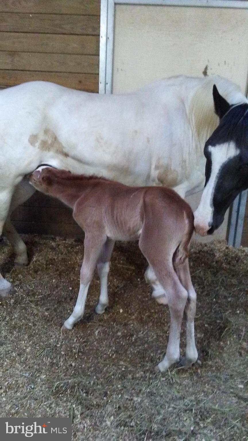 14135 Cooley Road Princess Anne, MD 21853 - Photo 13 of 15 a view of a fireplace in a backyard