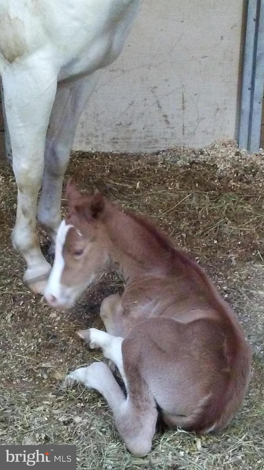 14135 Cooley Road Princess Anne, MD 21853 - Photo 14 of 15 a view of a wooden floor