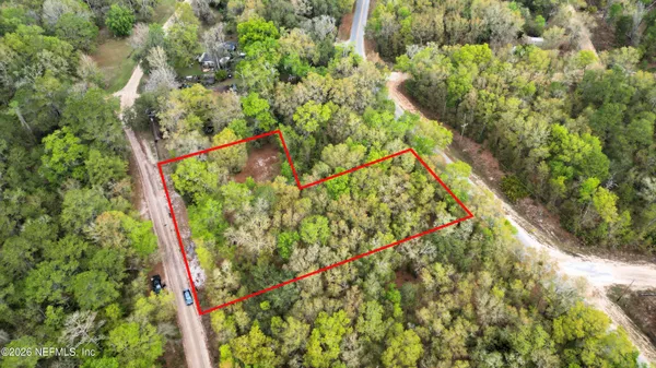 a picture of a tree with a plant