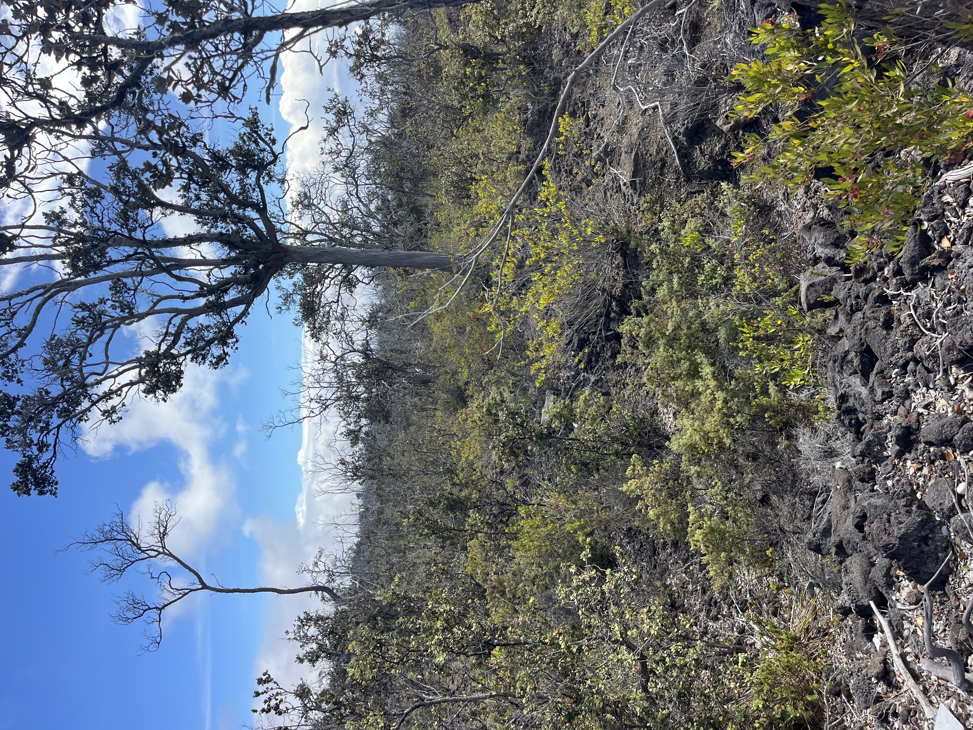 6 Island Boulevard Ocean View, HI 96704 - Photo 4 of 5 a view of a tree in a yard