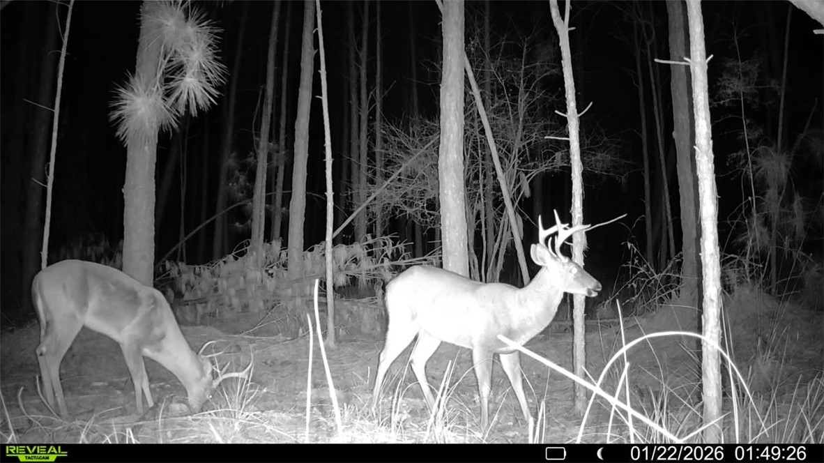 7291 Grey Hawk Road Millwood, GA 31552 - Photo 71 of 74