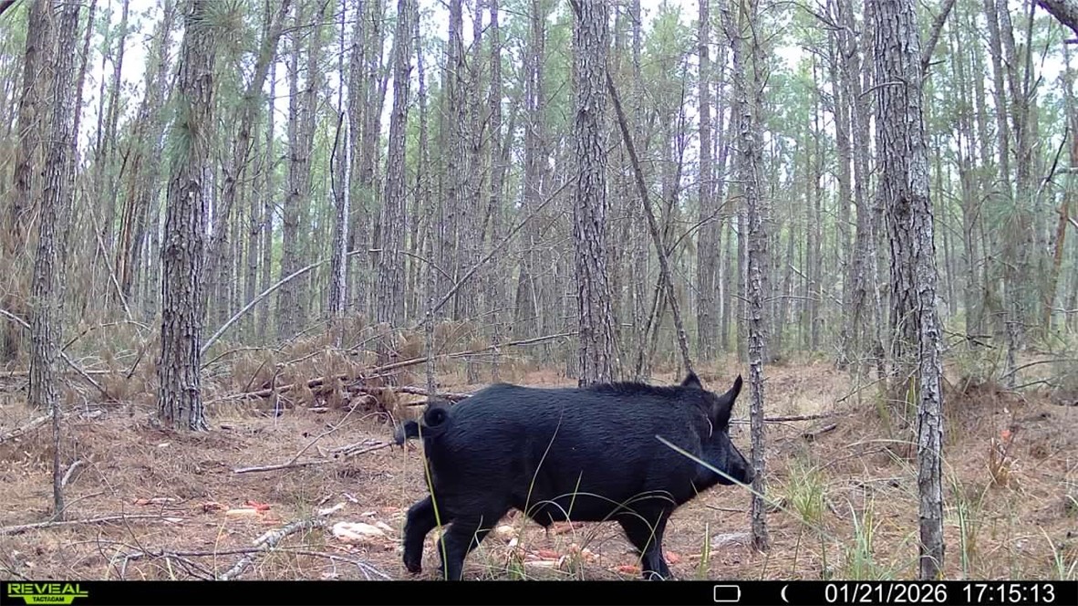 7291 Grey Hawk Road Millwood, GA 31552 - Photo 72 of 74