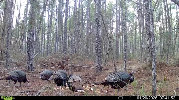 $724,900 | 7291 Grey Hawk Road, Millwood, GA 31552