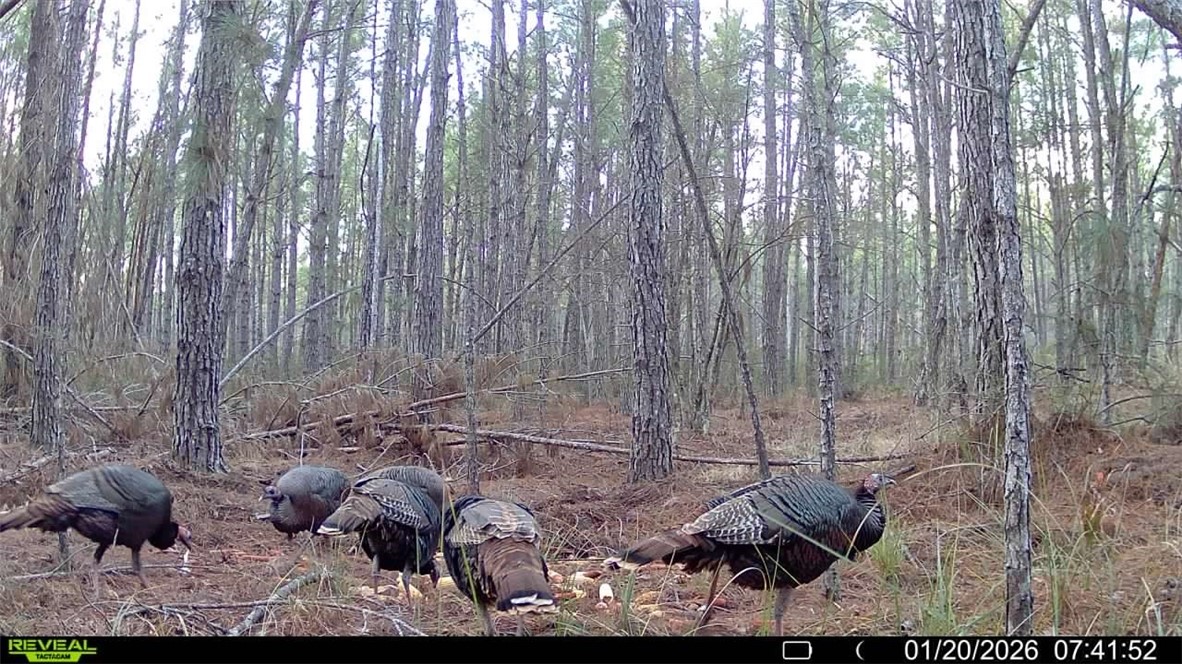 7291 Grey Hawk Road Millwood, GA 31552 - Photo 74 of 74