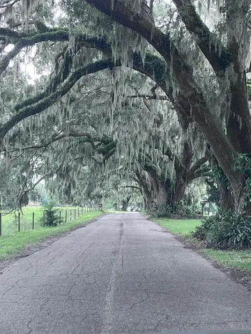 a view of a park with large trees