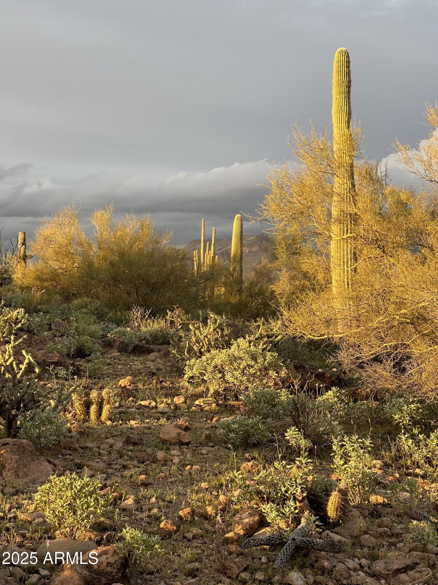 0 North Angel Basin Road, Unit 1 Gold Canyon, AZ 85118 - Photo 4 of 6 a view of a yard