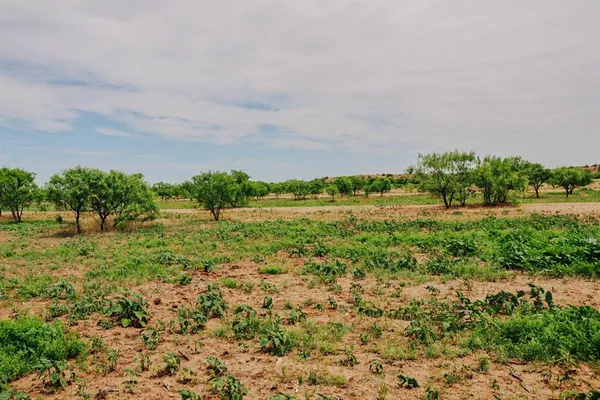 a view of a field with large trees