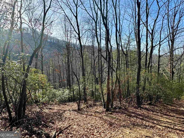 a view of a backyard with trees