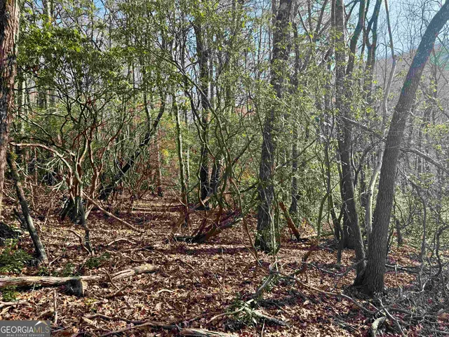 a view of a forest with trees