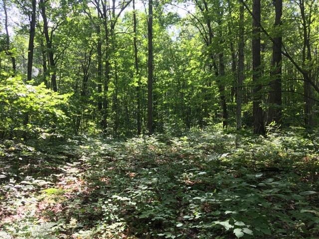 Tabitha Trail Mio, MI 48647 - Photo 10 of 22 Gallery Image 10