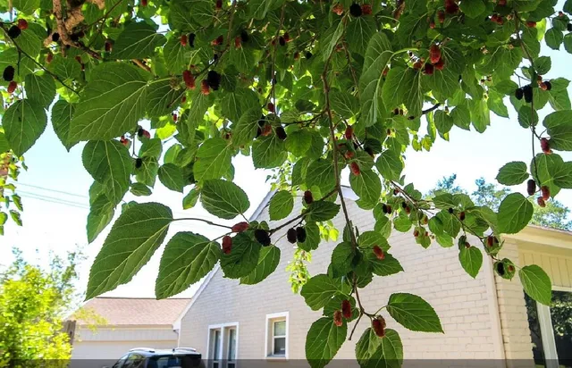 $439,000 | 11423 Wickersham Lane, Houston, TX 77077