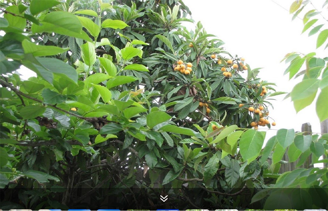 11423 Wickersham Lane Houston, TX 77077 - Photo 26 of 39 a backyard of a house