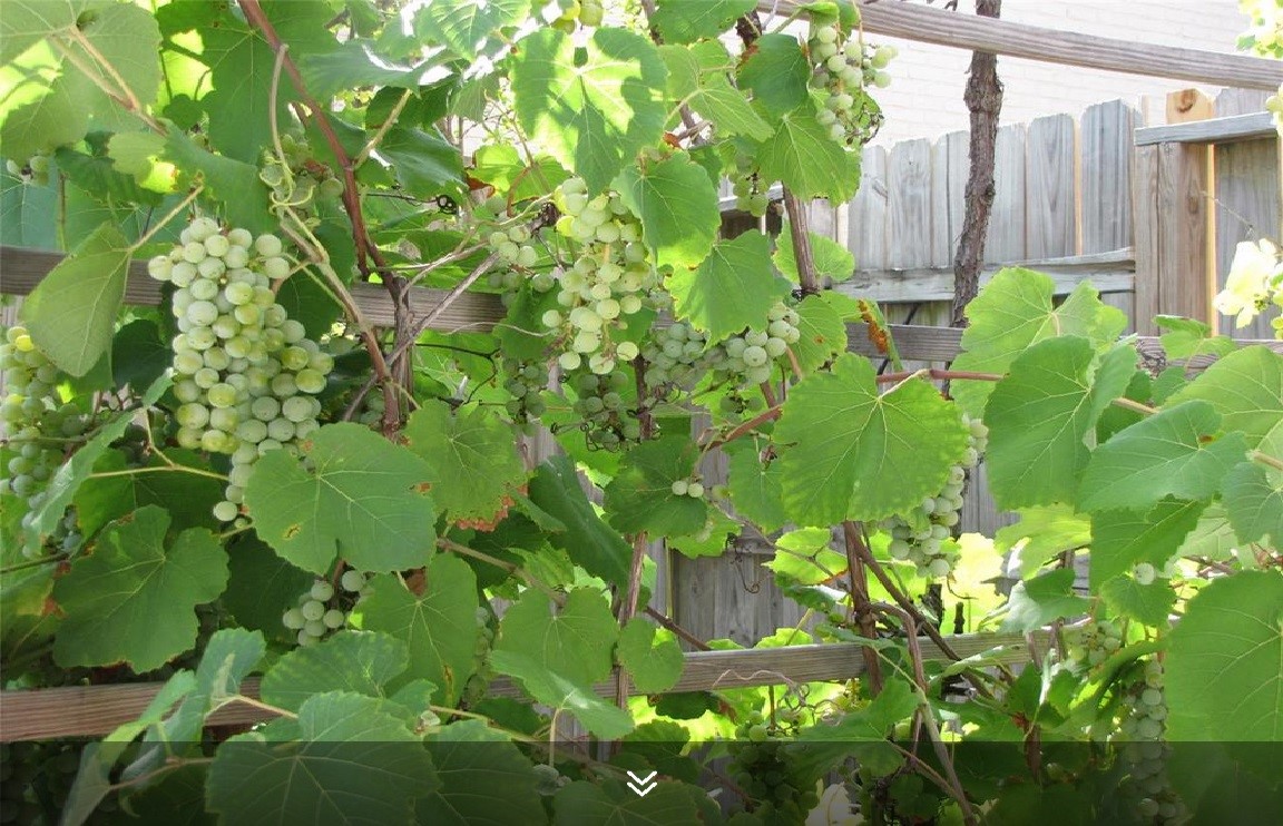 11423 Wickersham Lane Houston, TX 77077 - Photo 27 of 39 a backyard of a house with lots of green space