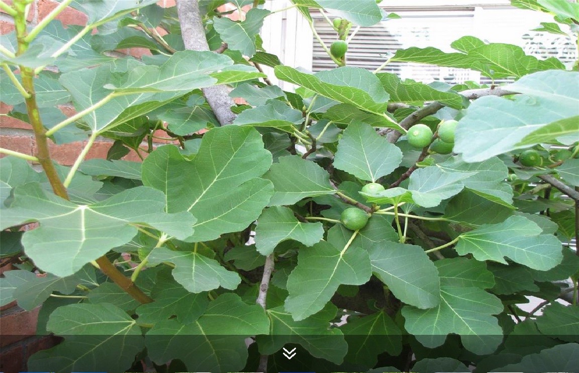 11423 Wickersham Lane Houston, TX 77077 - Photo 28 of 39