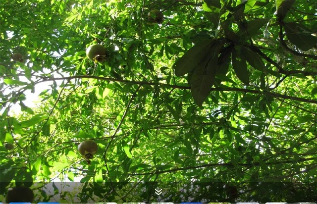 $439,000 | 11423 Wickersham Lane, Houston, TX 77077