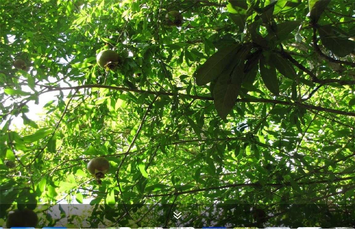 11423 Wickersham Lane Houston, TX 77077 - Photo 29 of 39 a view of a tree