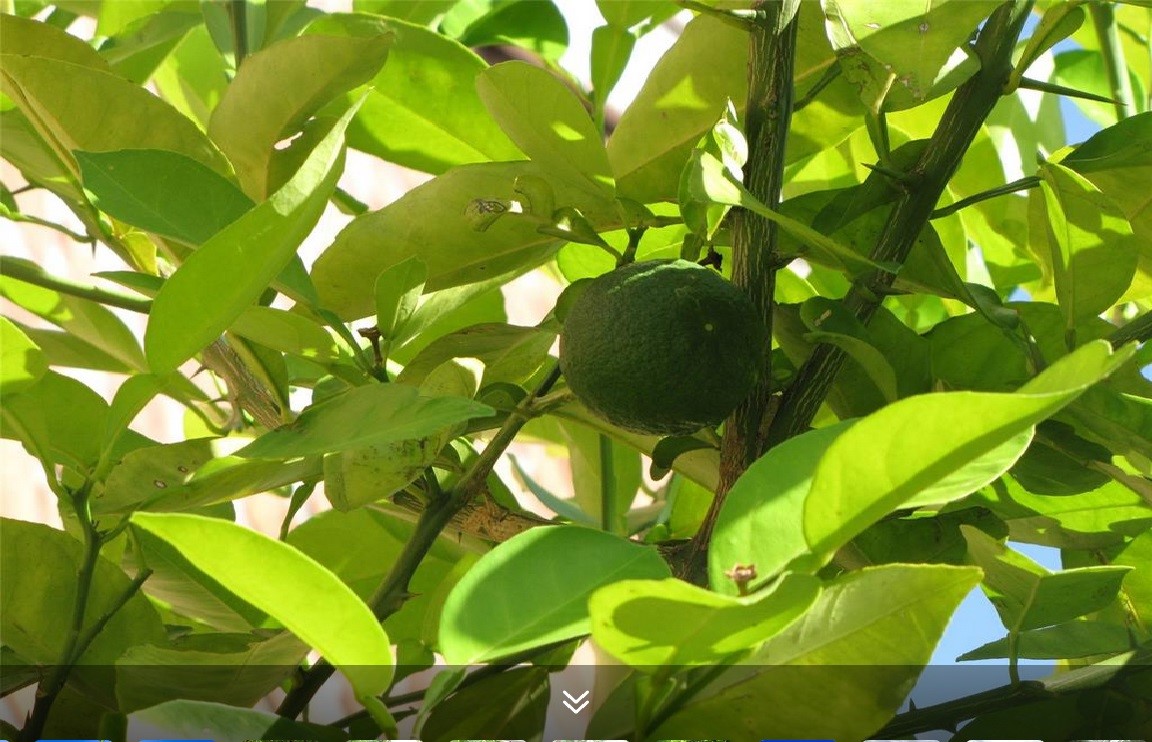 11423 Wickersham Lane Houston, TX 77077 - Photo 30 of 39