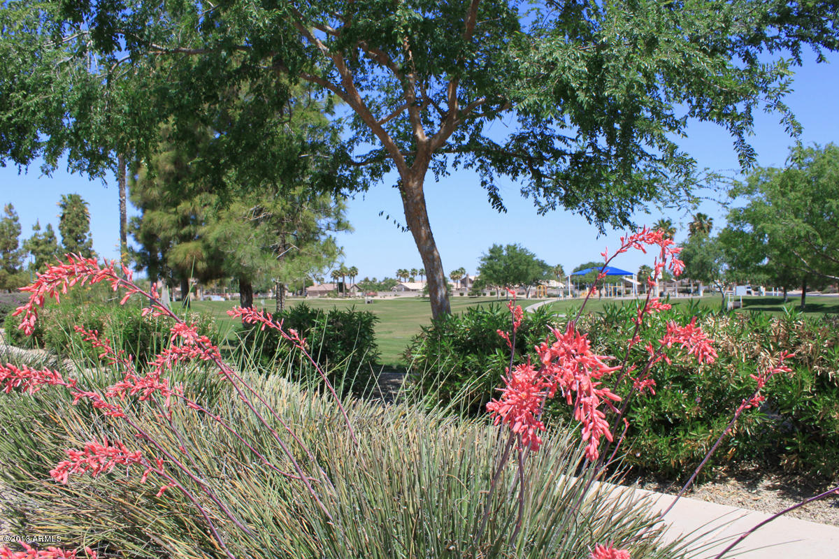 117 West Del Rio Street Gilbert, AZ 85233 - Photo 14 of 18 Park