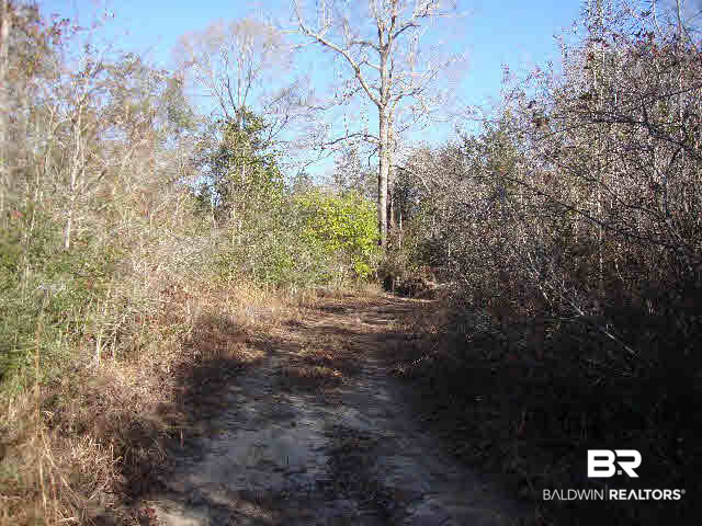 0 Fox Branch Road Loxley, AL 36551 - Photo 6 of 14