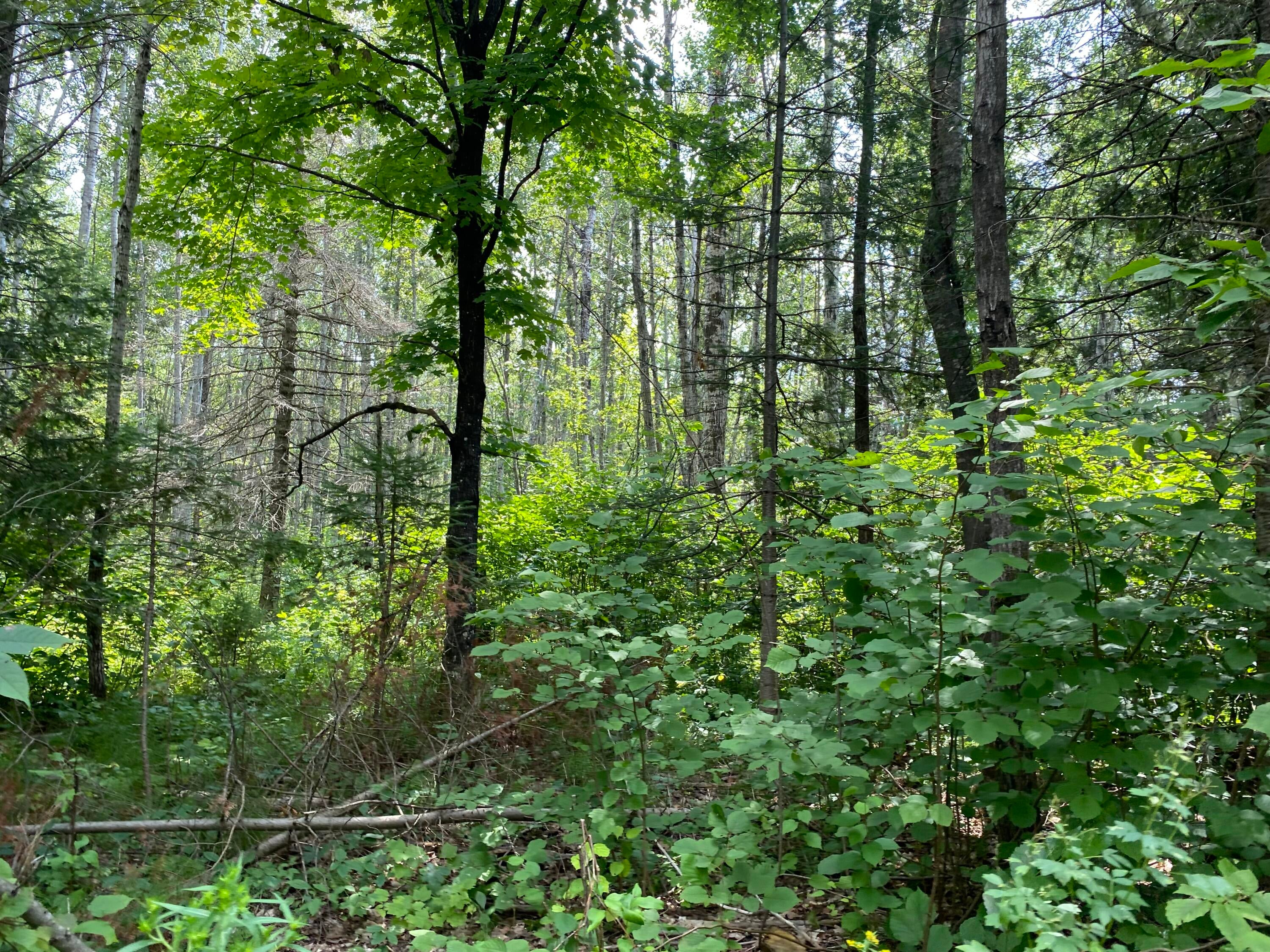 20 20 Mile Road Dafter, MI 49724 - Photo 7 of 17 Gallery Image 7