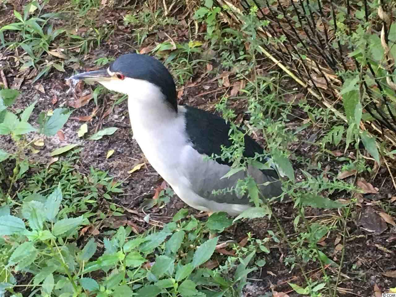 136 Glengrove Lane Murrells Inlet, SC 29576 - Photo 37 of 40