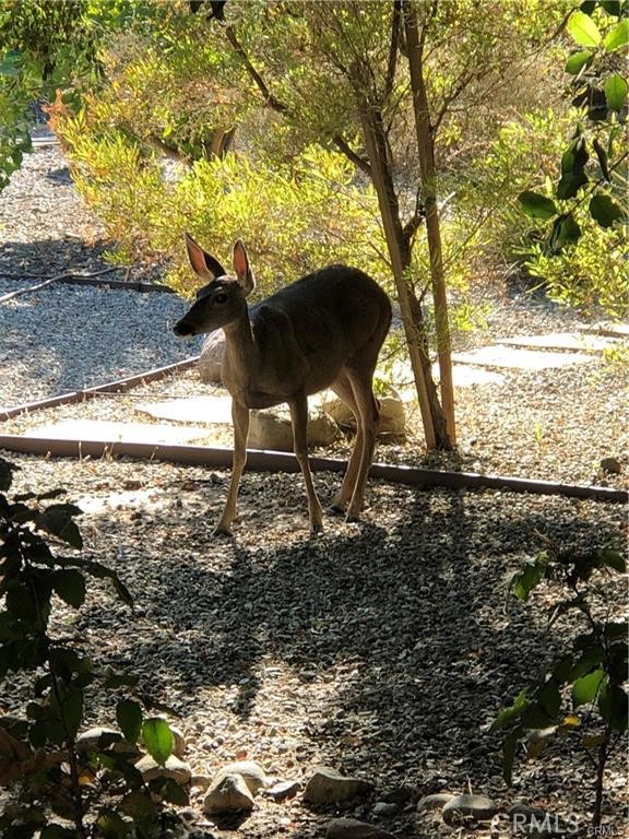 119 Bell Cyn Road Bell Canyon, CA 91307 - Photo 2 of 39 a view of a yard
