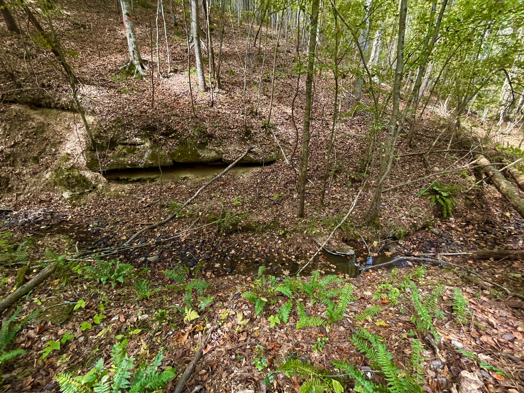 7593 Todd Road Westpoint, TN 38486 - Photo 27 of 41 a view of path in between the plant
