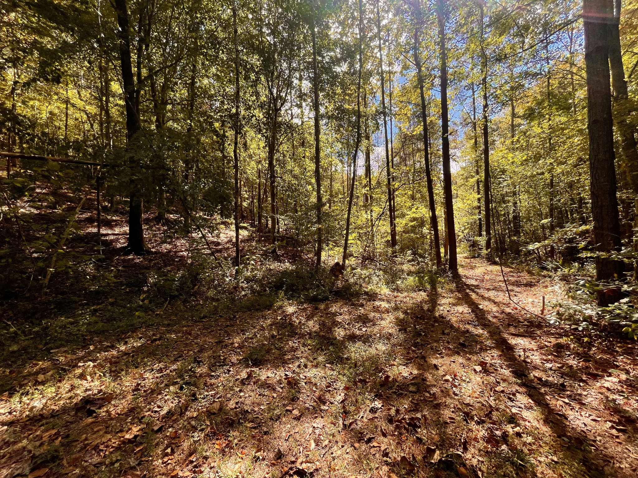 7593 Todd Road Westpoint, TN 38486 - Photo 31 of 41 a view of forest
