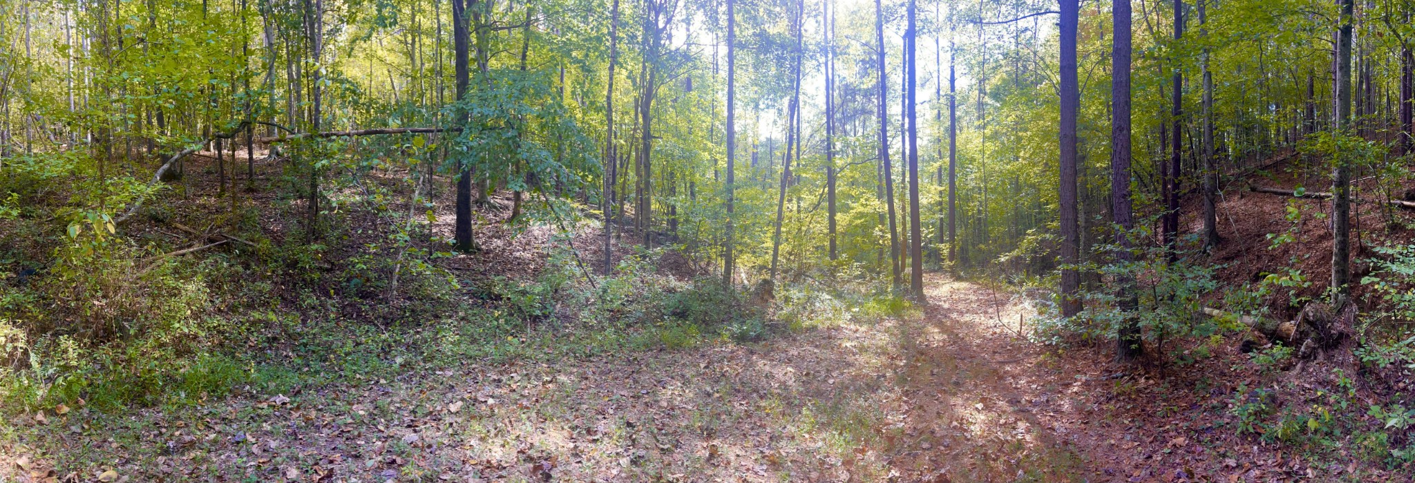 7593 Todd Road Westpoint, TN 38486 - Photo 32 of 41 a view of a yard with lots of trees