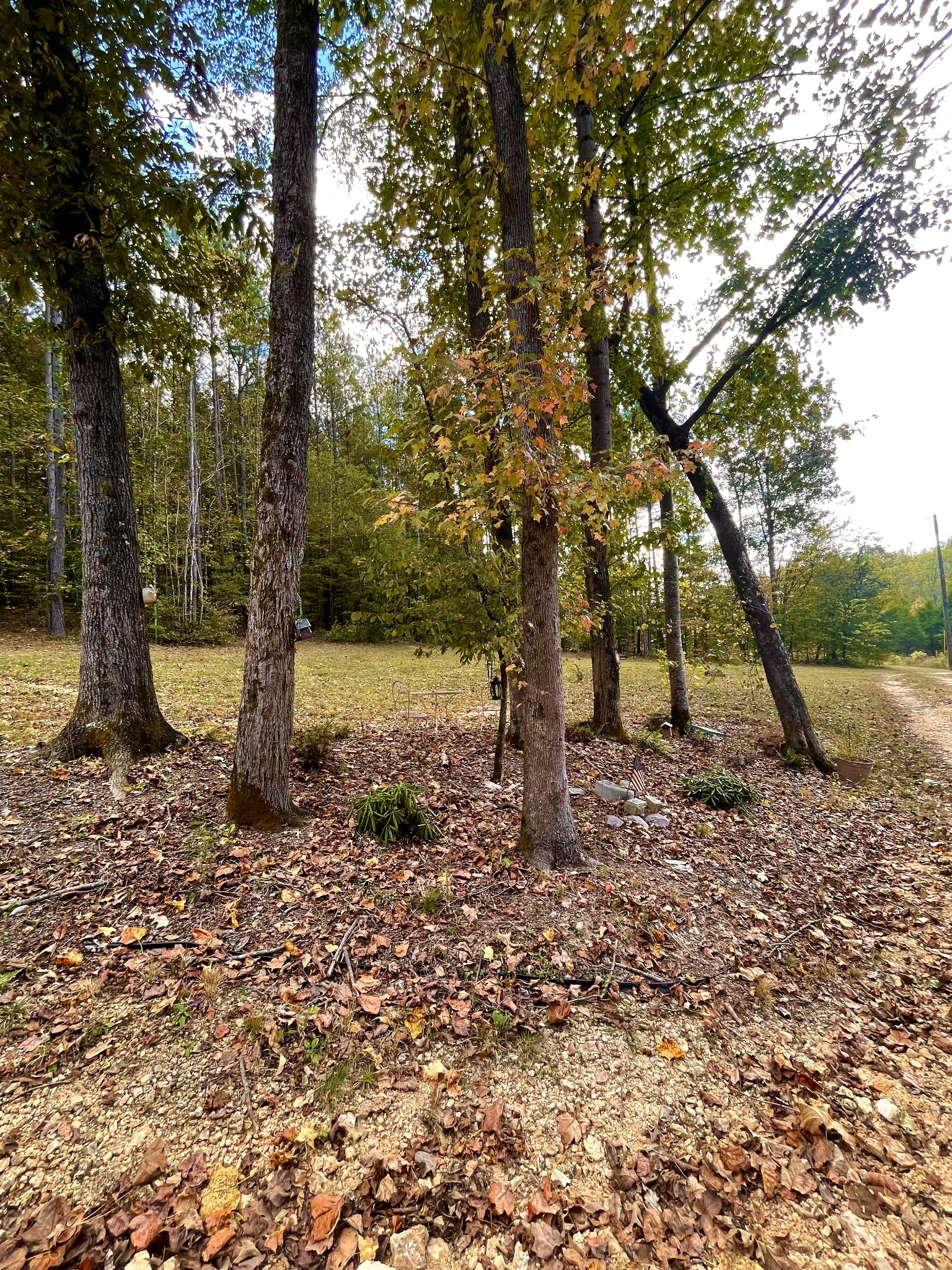 7593 Todd Road Westpoint, TN 38486 - Photo 34 of 41 a view of a tree in the forest
