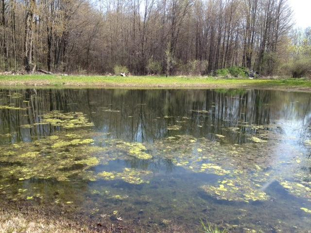 40050 Willis Road Belleville, MI 48111 - Photo 5 of 5 Photo 5