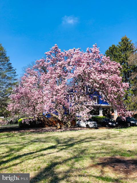 5616 Pimlico Road Baltimore, MD 21209 - Photo 5 of 66 Most beautiful magnolia tree I've ever seen