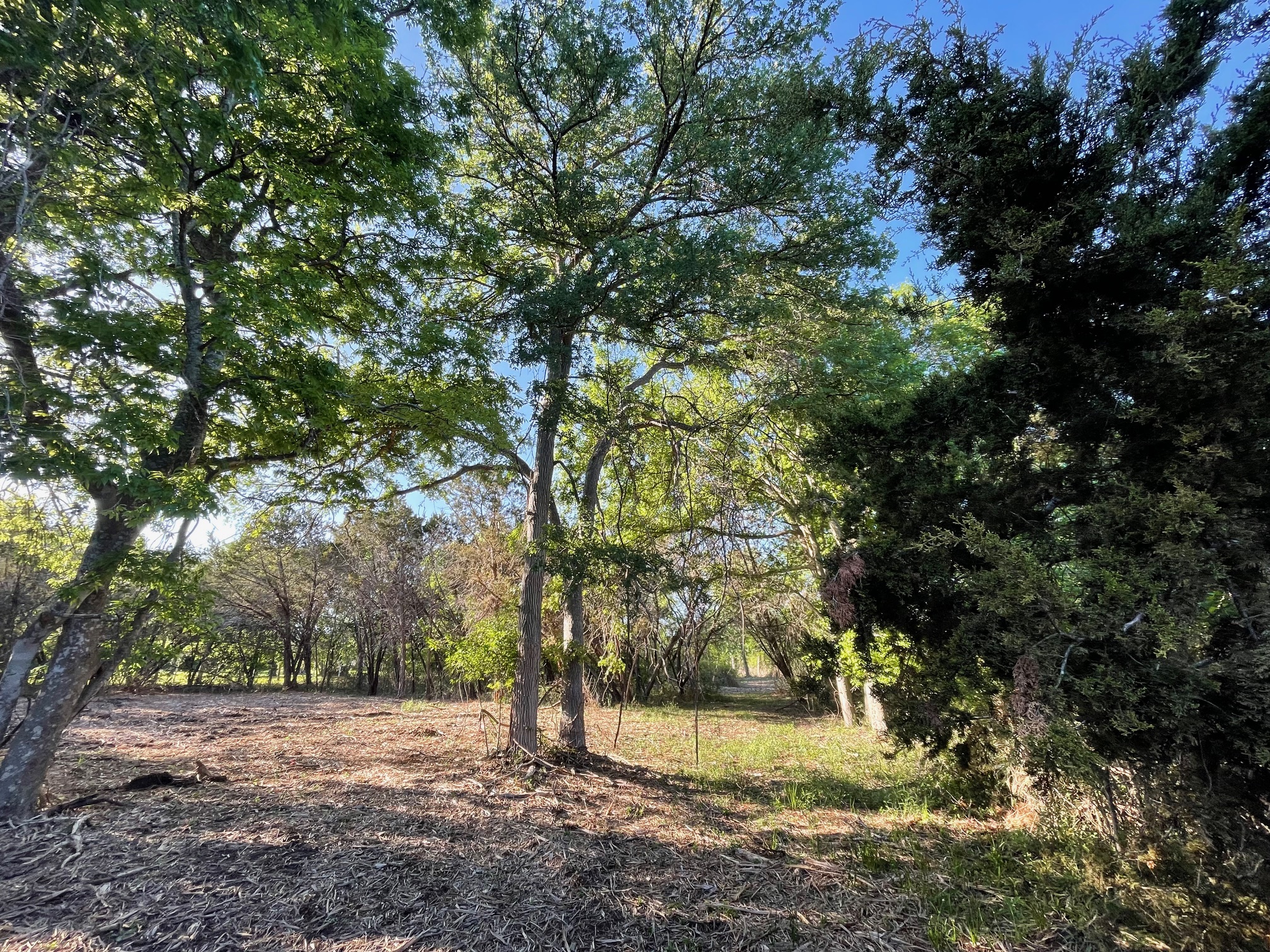 271 Ridgeline Road Leander, TX 78641 - Photo 17 of 20 a view of a yard with trees