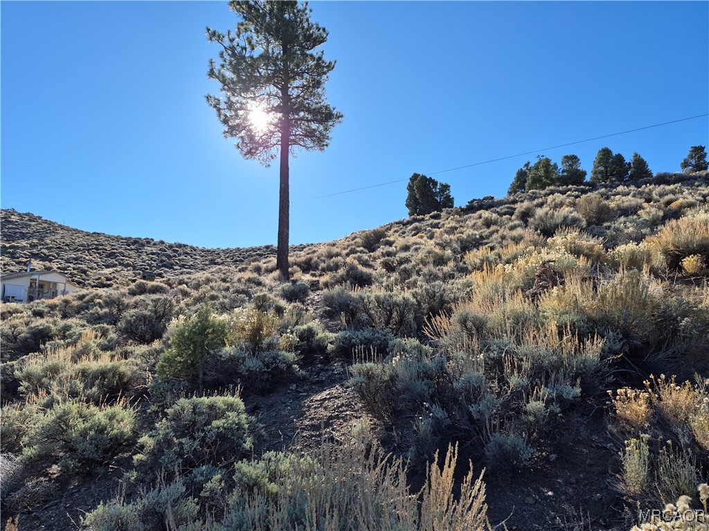 0 Rustic Canyon Road Big Bear City, CA 92314 - Photo 11 of 11 a view of a large tree