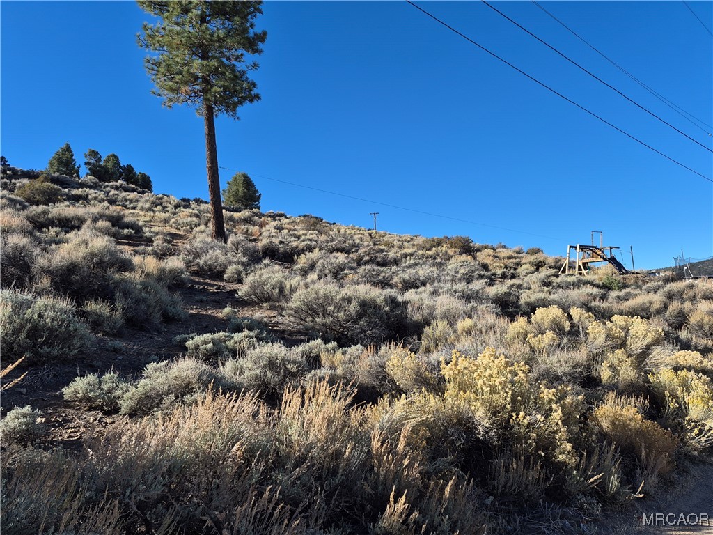 0 Rustic Canyon Road Big Bear City, CA 92314 - Photo 7 of 11 a view of a tree in a field with a tree in the background