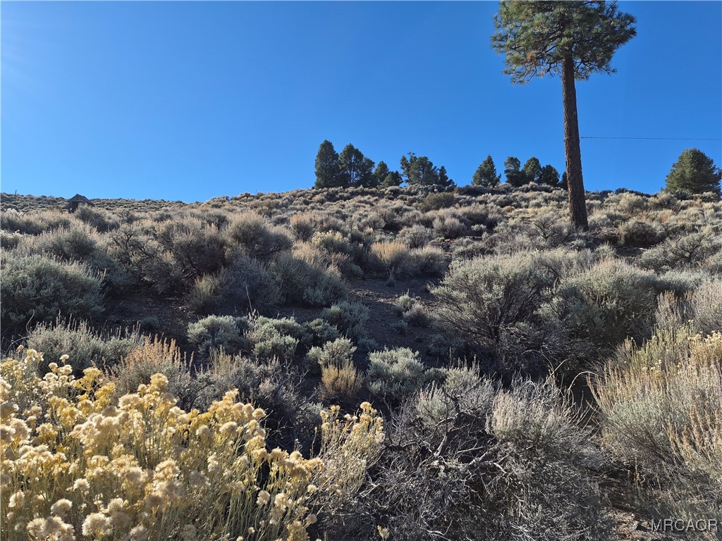 0 Rustic Canyon Road Big Bear City, CA 92314 - Photo 10 of 11 a view of a dry yard with a tree in the background