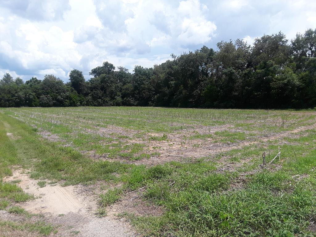Tbd Tbd Samuel Alston Sr Road Rembert, SC 29128 - Photo 2 of 5