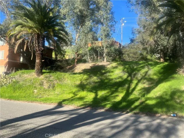 a view of backyard with palm trees
