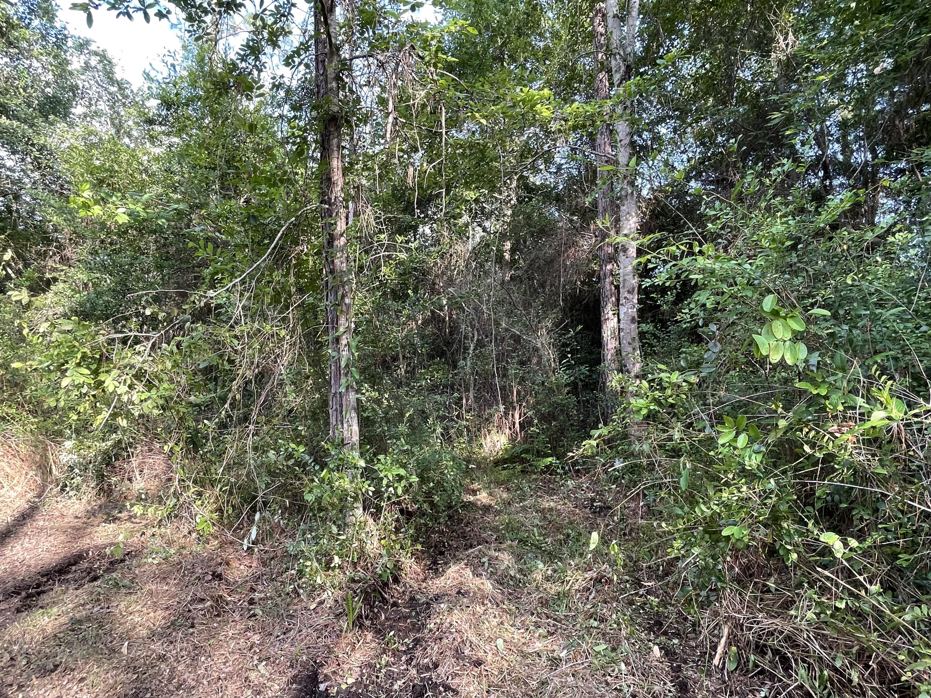 49-acre East Michaelangelo Road DeFuniak Springs, FL 32433 - Photo 13 of 14 08BF1772-65E3-4B0E-A6D9-D2202B616F8B