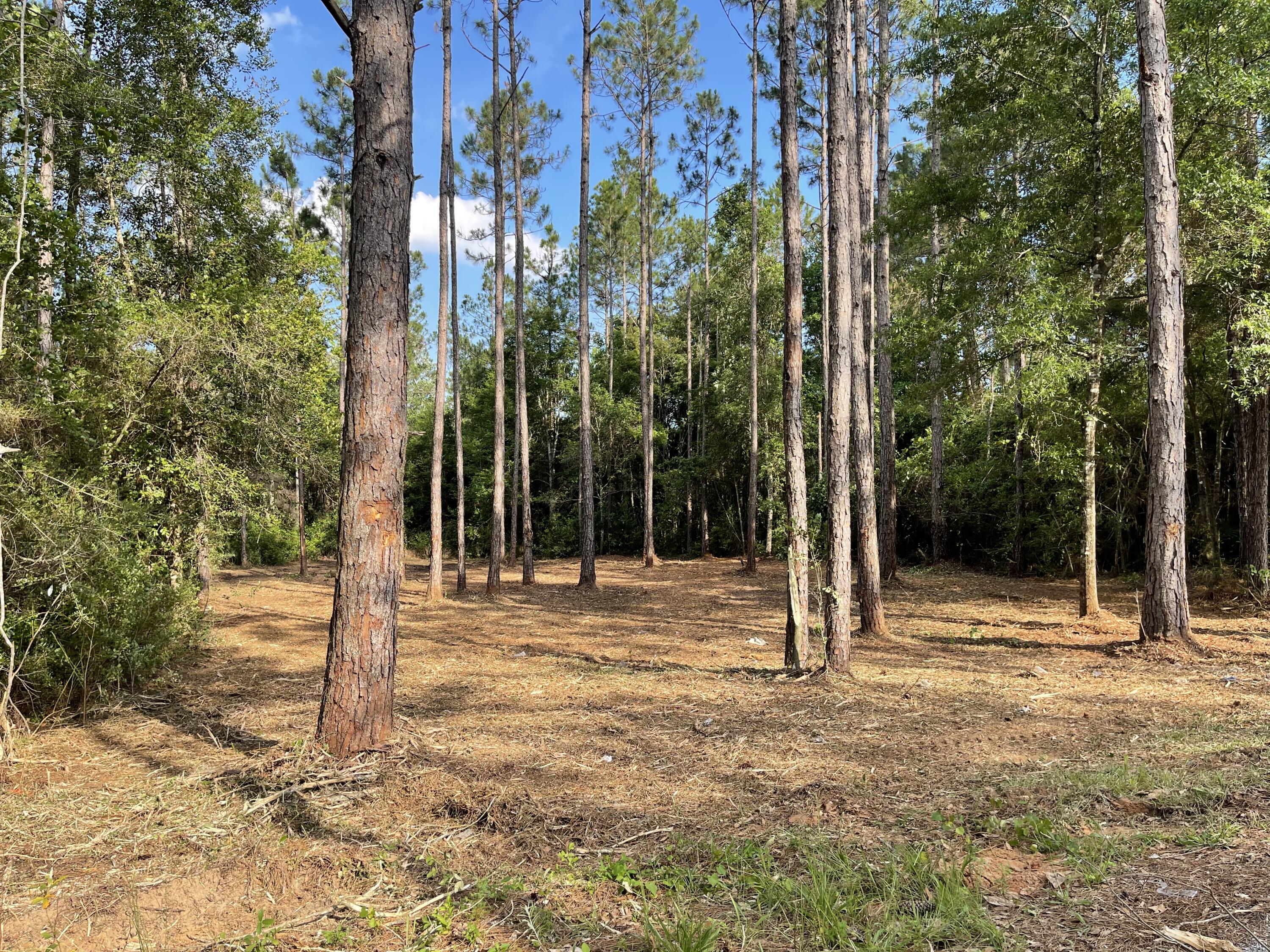 49-acre East Michaelangelo Road DeFuniak Springs, FL 32433 - Photo 3 of 14 0EF9F410-3840-457C-9955-867ED7AFE370