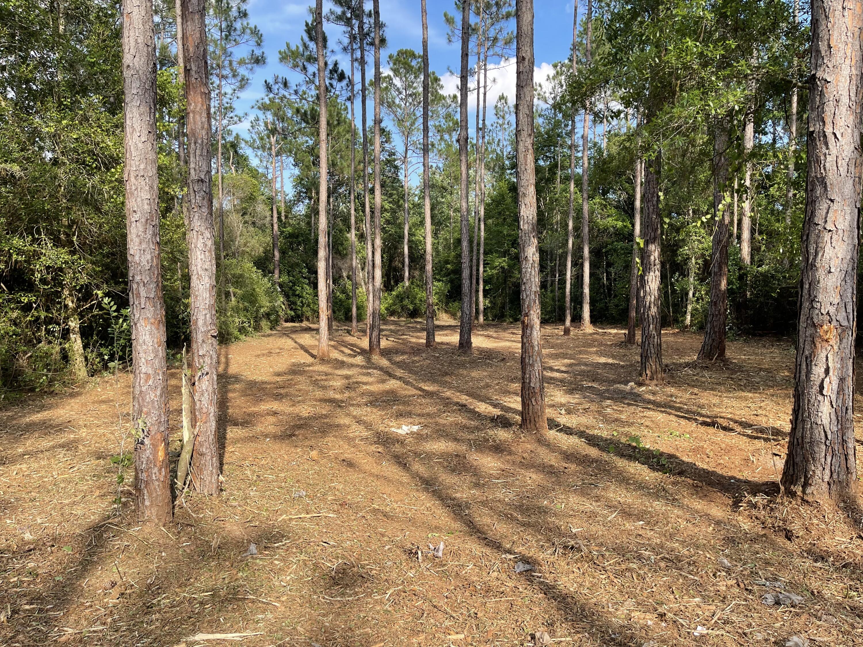 49-acre East Michaelangelo Road DeFuniak Springs, FL 32433 - Photo 4 of 14 AC4AA350-BF7F-48AD-A23C-3DD6839438CC