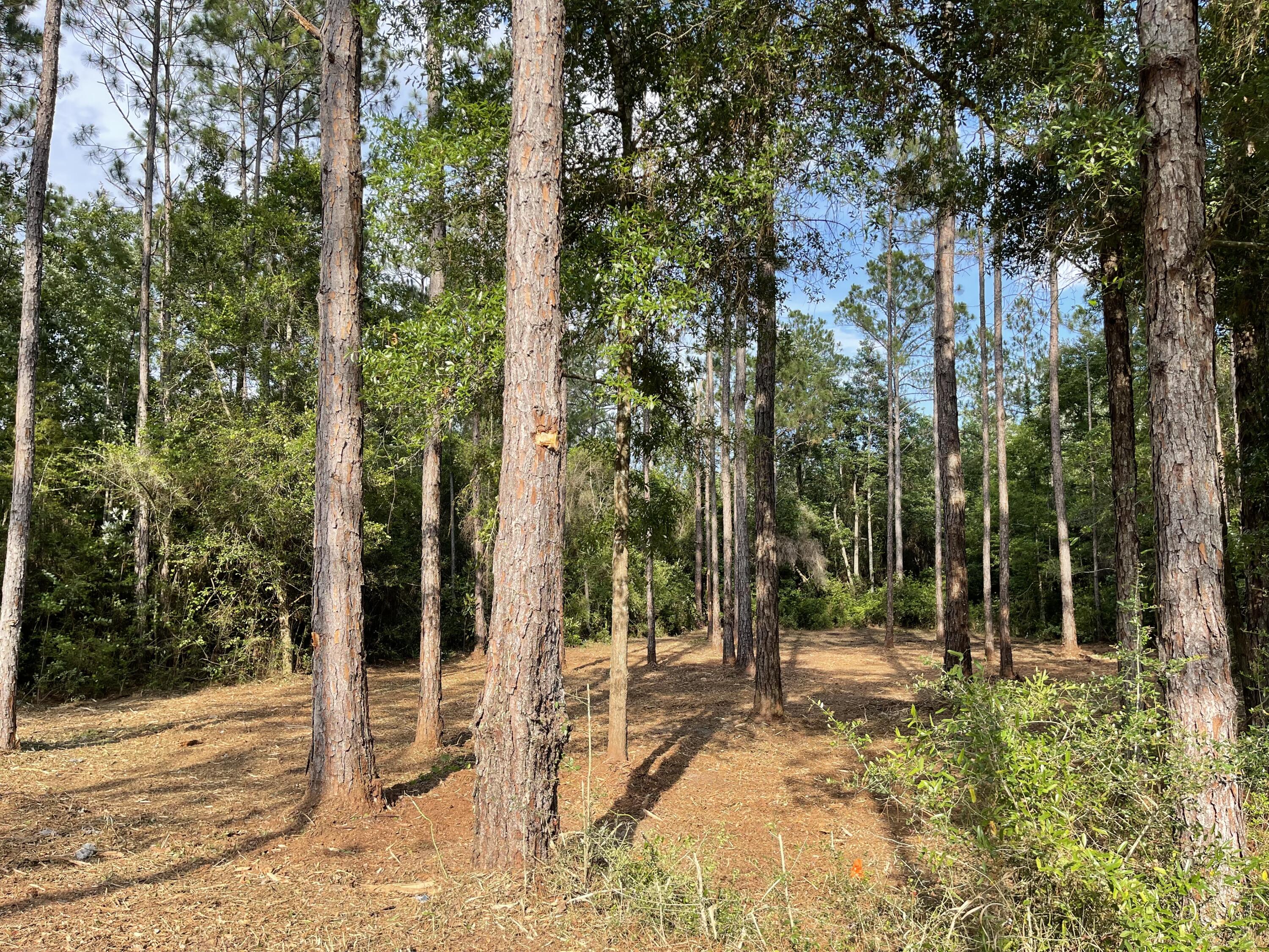 49-acre East Michaelangelo Road DeFuniak Springs, FL 32433 - Photo 10 of 14 980172A7-C301-49FF-9A27-8BFD93573F54