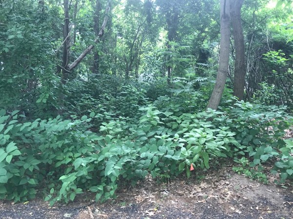 0 Gresham Street Springfield, MA 01119 - Photo 2 of 6