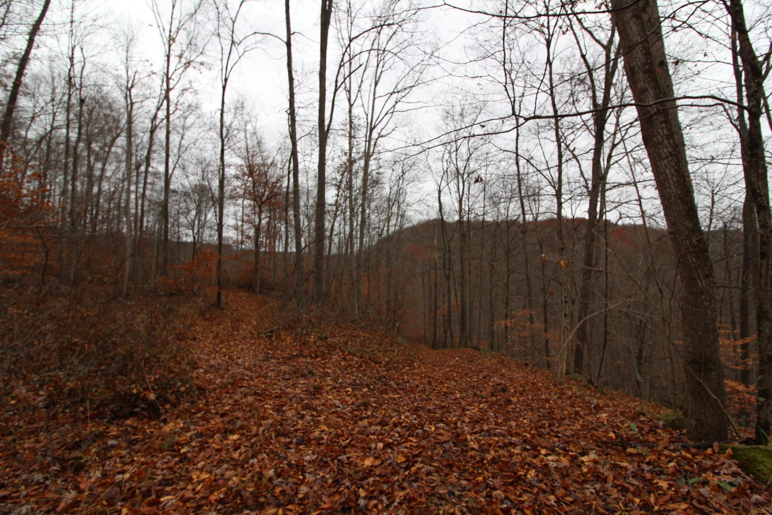 0 Wilson Run Road New Matamoras, OH 45767 - Photo 13 of 34 IMG_3557