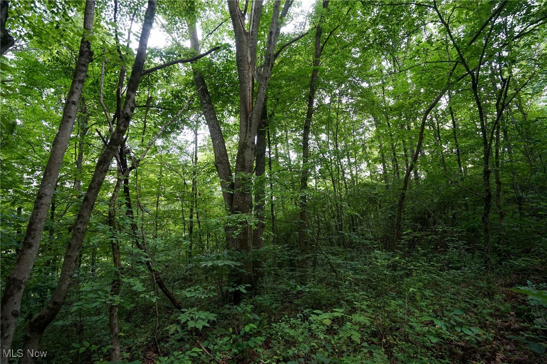 34799 Paw Road Lower Salem, OH 45745 - Photo 46 of 50 View of woods